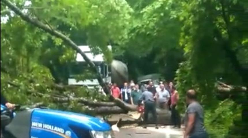 Yola devrilen ağa&ccedil; ulaşımı aksattı