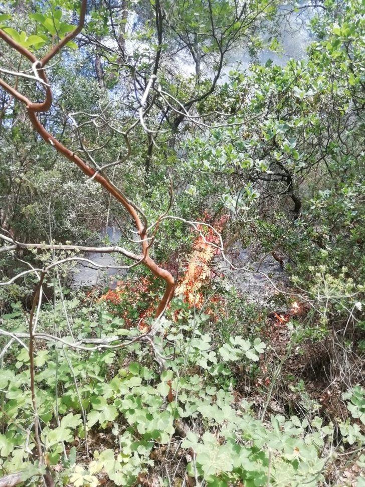 Bilecik’teki orman yangın büyümeden söndürüldü G3