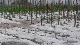 Amasya’nın Taşova ilçesinde 15 dakika yağan dolu her yeri beyaza bürüdü