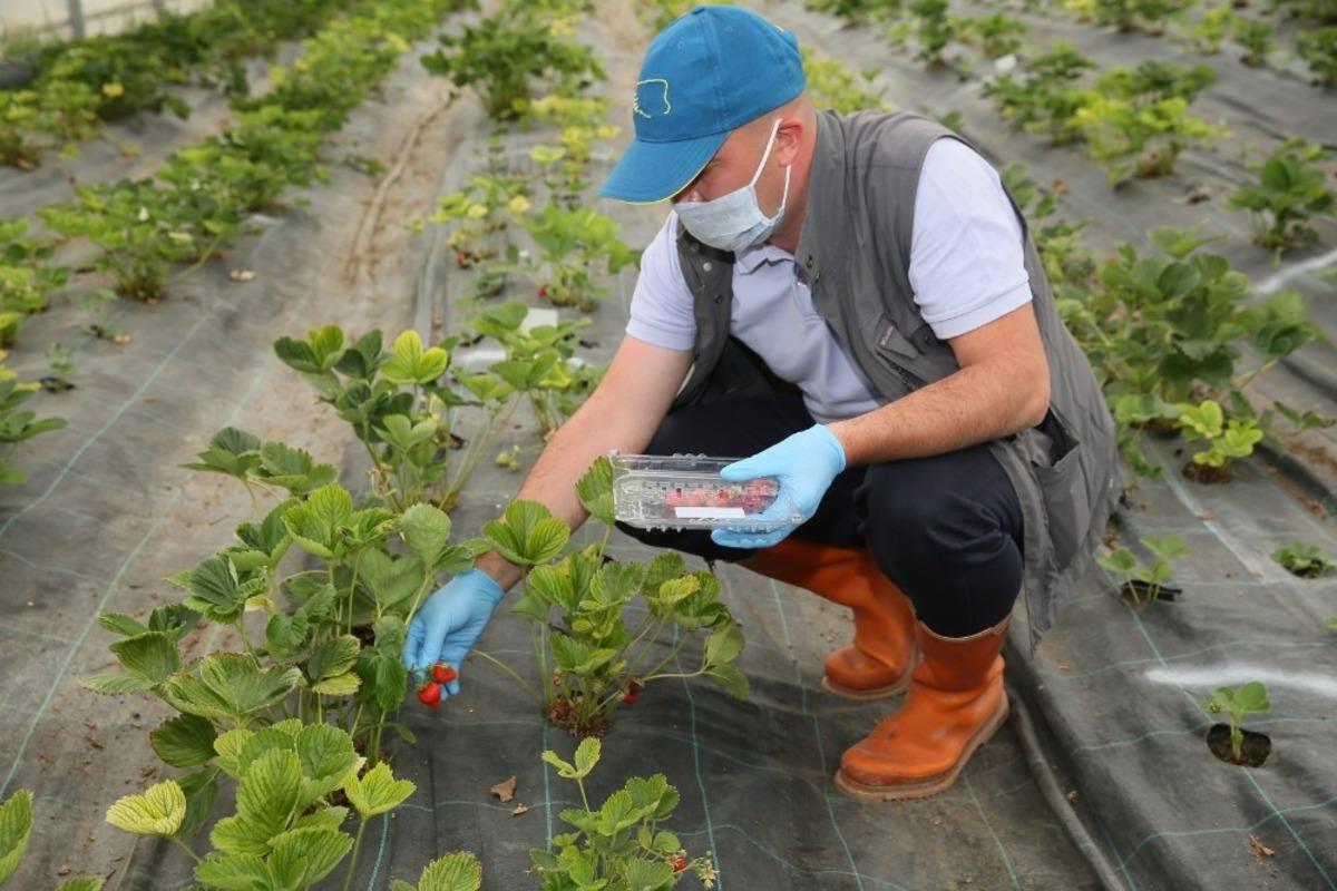 Bayburt &Uuml;niversitesinde &ccedil;ilek hasadına başlandı