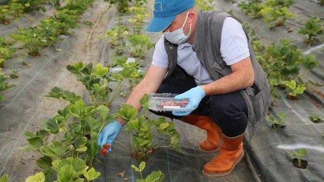 Bayburt Üniversitesinde çilek hasadına başlandı