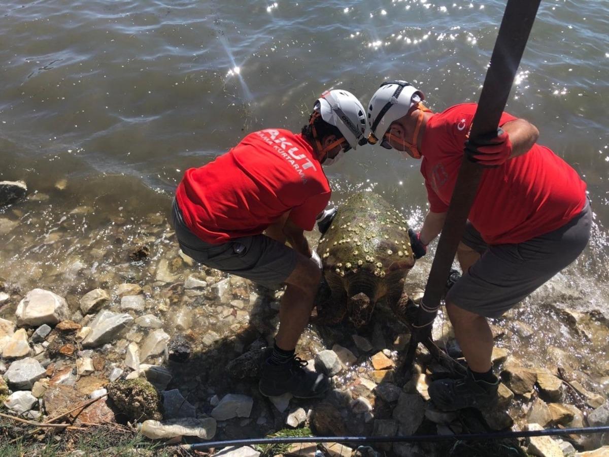 Nesli t&uuml;kenmekte olan deniz canlısı sahilde yaralı halde bulundu