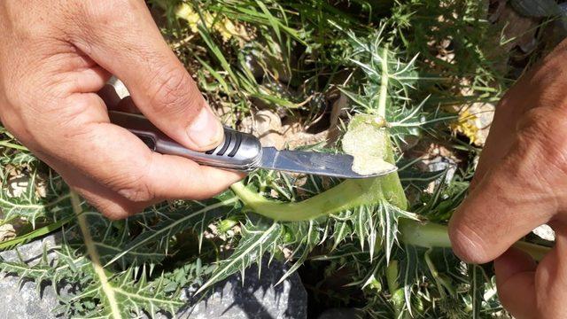 Şifa deposu kenger sakızının kilosu bin liradan satılıyor