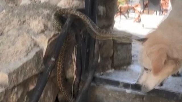 Yılan, köpeğe saldırdı! İşte o anlar...