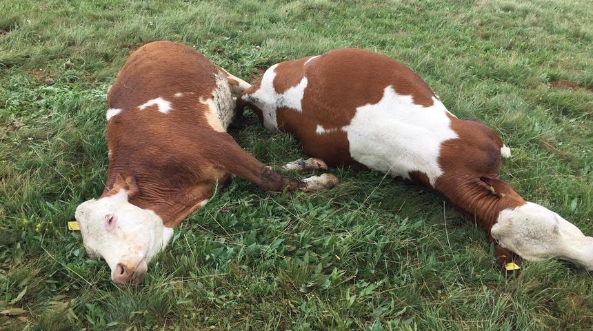 Büyükbaş sürüsüne yıldırım isabet etti, 3 inek telef oldu