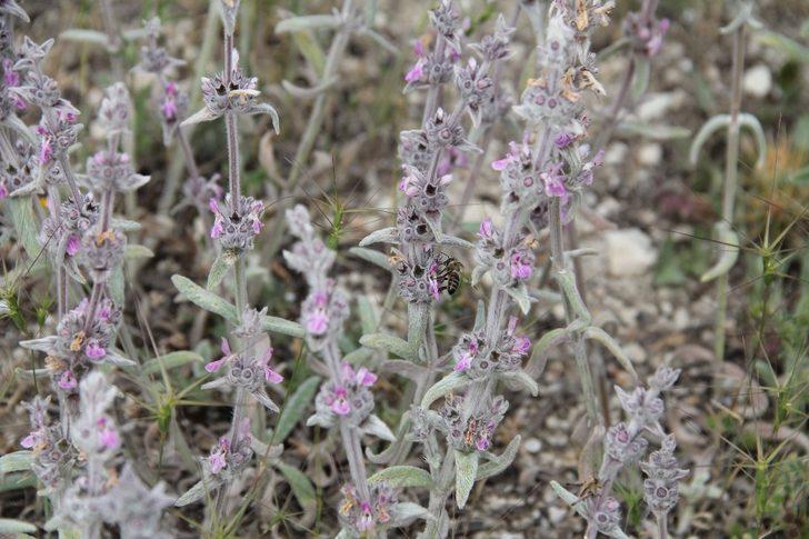 Gezgin arıcılar Emet’te buluştu G3