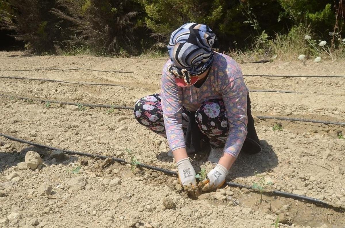 Kuşadası&rsquo;nda 6 bin 500 yerli fide toprakla buluştu