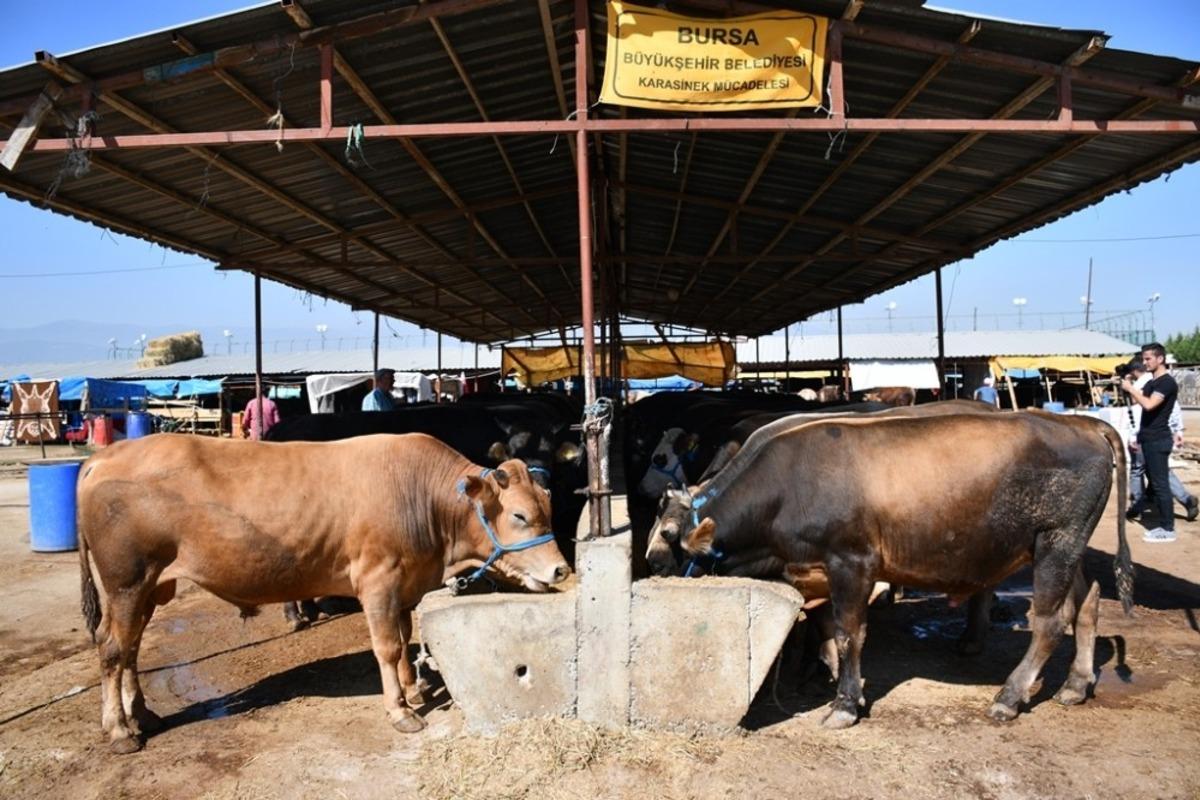 İneg&ouml;l hayvan pazarı kotraları satışa &ccedil;ıkıyor