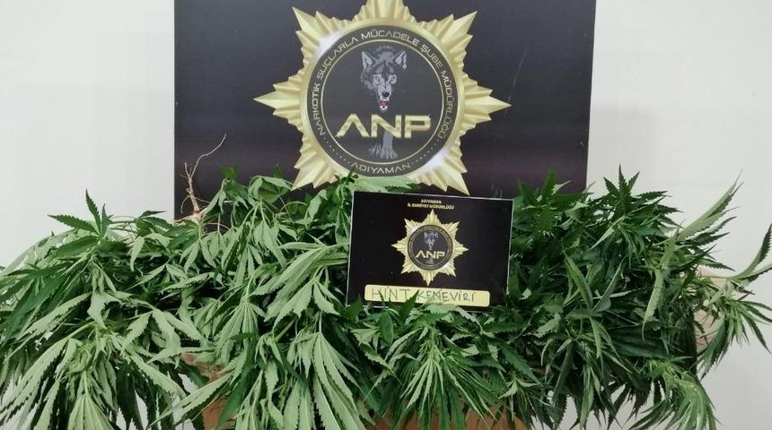 &Uuml;z&uuml;m bağında kenevir ele ge&ccedil;irildi