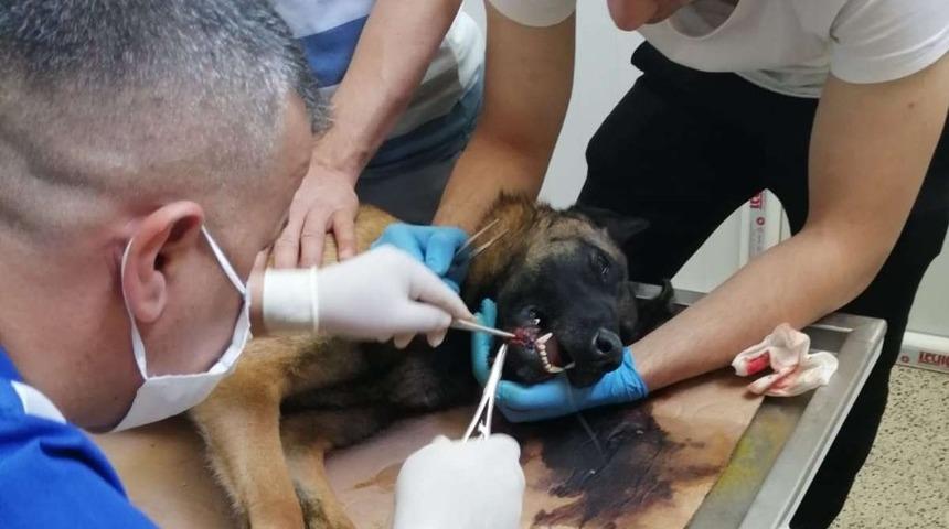 Bel&ccedil;ika kurdu k&ouml;peğe başarılı ameliyat yapıldı
