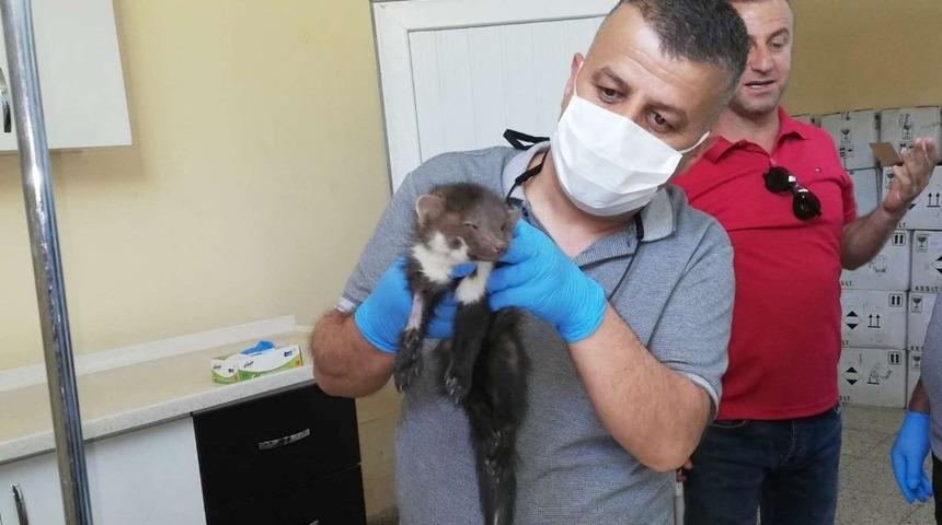 A&ccedil;lıktan bitkin d&uuml;şen Sansar tedavi altına alındı