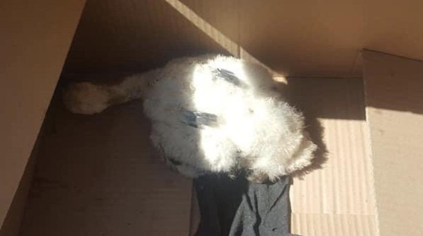 Yuvadan düşen leylek yavrusu tedavi altına alındı