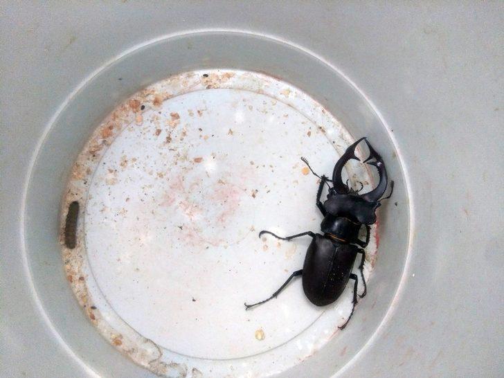 Konya’da koruma altındaki "geyik" böceği bulundu G1