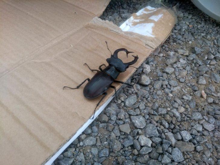 Konya’da koruma altındaki "geyik" böceği bulundu G3