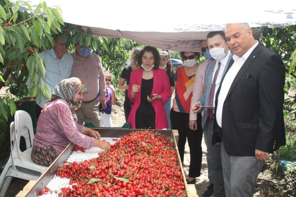 Coğrafi işaret yolundaki &Ccedil;eribaşı Kirazı&rsquo;nın ilk hasadı yapıldı