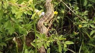 Cins cins yılanlar korku salıyor! Sayıları her geçen gün artıyor