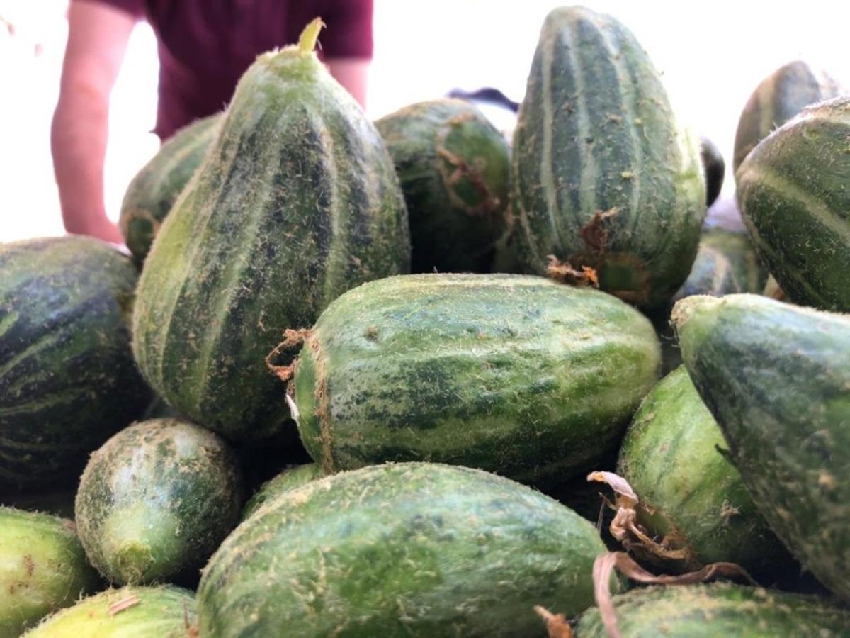 Mardin&rsquo;de yetişen acur hediyelik olarak İstanbul&rsquo;a g&ouml;nderiliyor