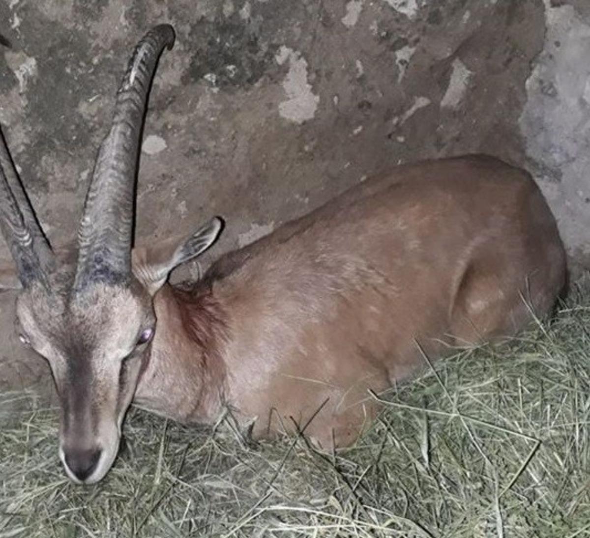 K&ouml;peklerin saldırısına uğrayan yaban ke&ccedil;isi tedavi altına alındı