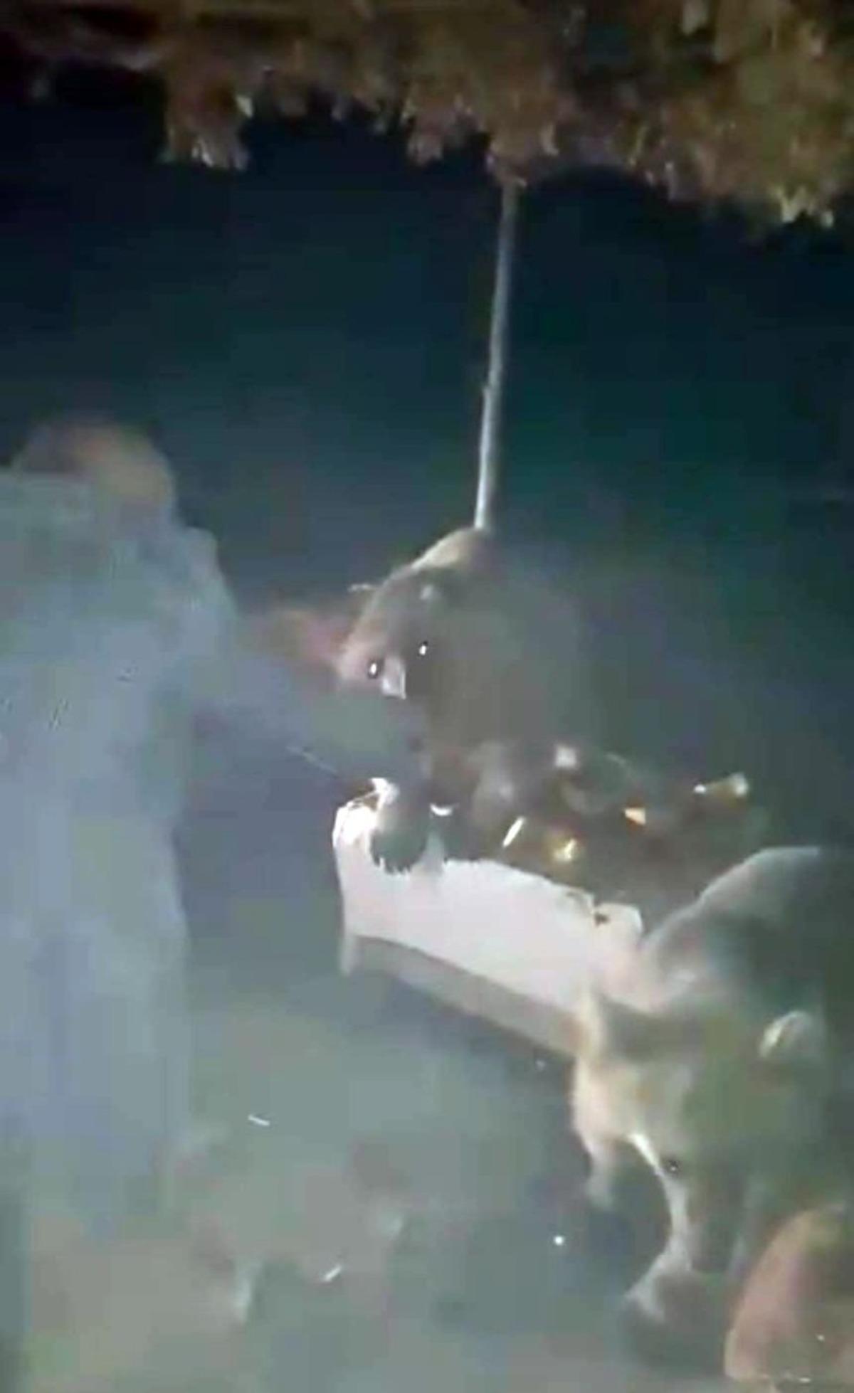 Piknik&ccedil;ilere &ldquo;ayı&rdquo; s&uuml;rprizi