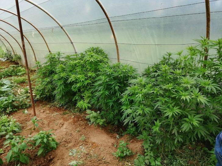 Kdz. Ereğli polisinden kenevir operasyonu G1