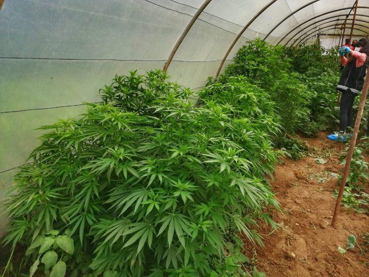 Kdz. Ereğli polisinden kenevir operasyonu G2