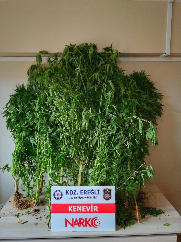 Kdz. Ereğli polisinden kenevir operasyonu G4