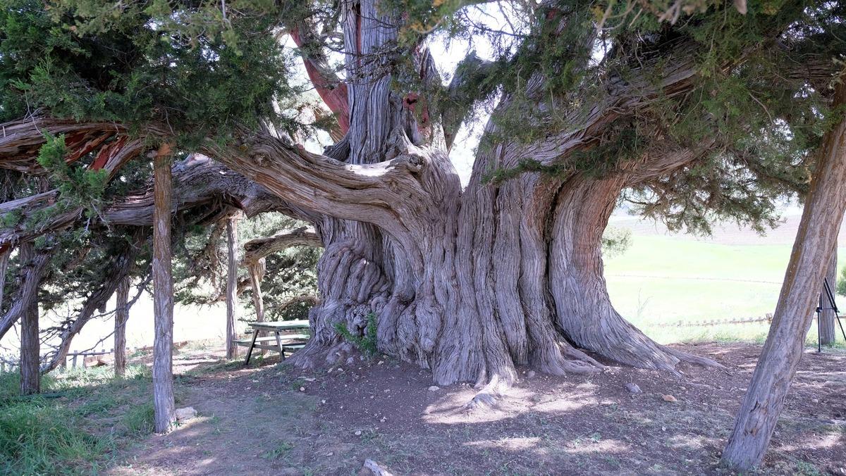 2 bin yıllık anıt ağa&ccedil;, zamana meydan okuyor