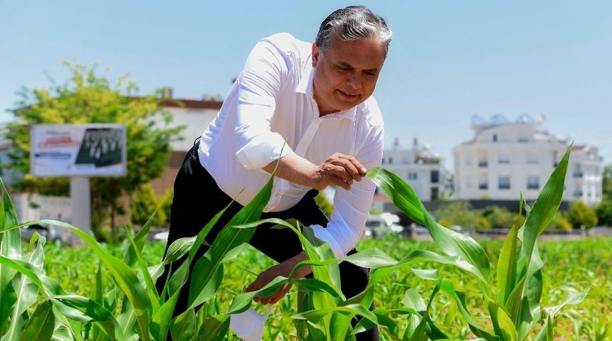 Muratpaşa’da mısırlar büyüyor