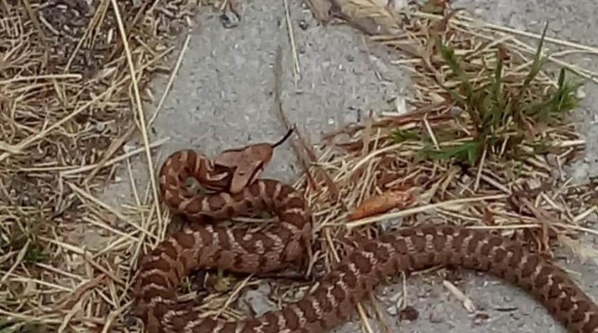 Konya’da zehirli üçgen başlı yılan görüldü