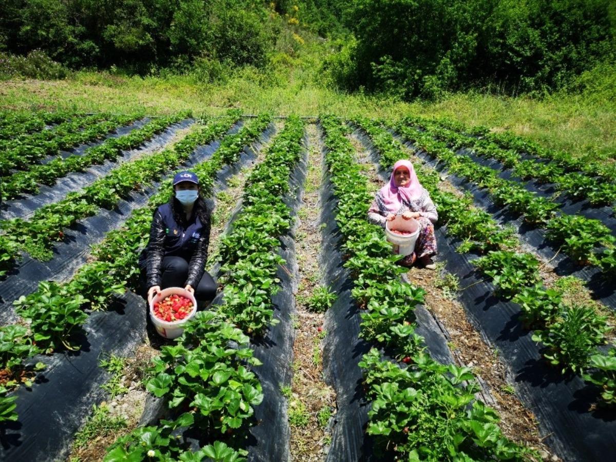 B&uuml;y&uuml;kşehir, desteklediği &ccedil;ilek bah&ccedil;elerin kontrol&uuml;n&uuml; yapıyor