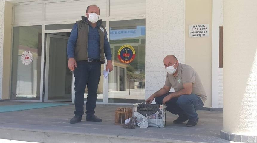 Gevaş’ta kafes avcısı jandarmaya takıldı
