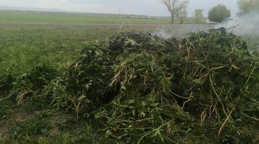 Kars’ta kenevir ele geçirildi