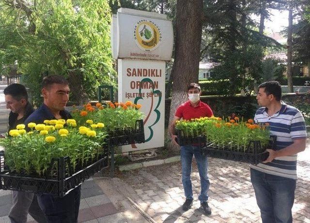 Sandıklı Belediyesi kamu kurumlarına 9 bin çiçek dağıttı