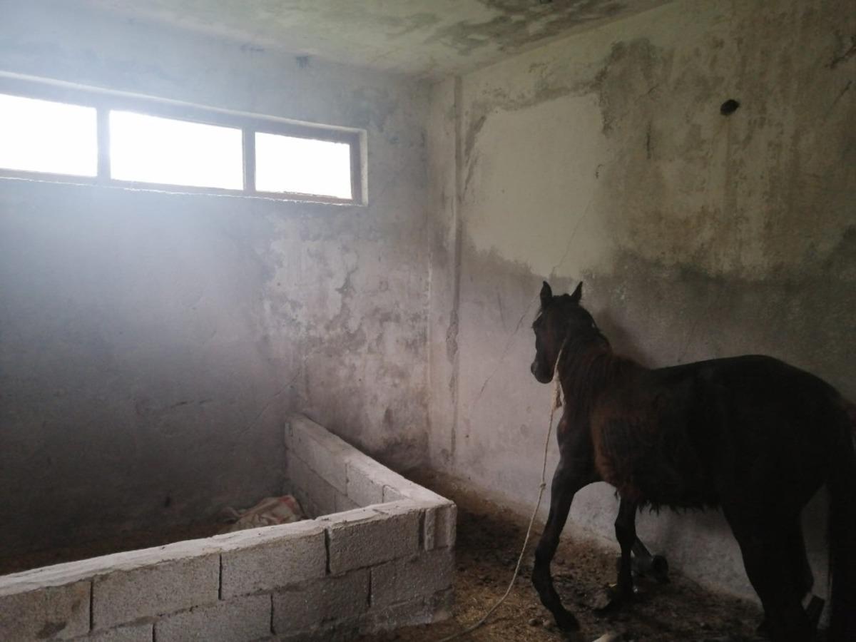 Yaralı ata yardım eli