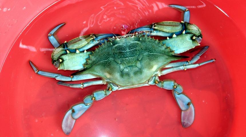Sinop'ta avlanan dev mavi yengeç ilgi odağı oldu