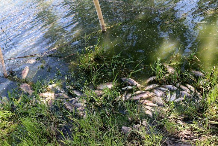 Malatya'da balık ölümleri nedeniyle Güzelyurt Göleti'nden numune alındı G2