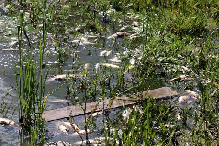 Malatya'da balık ölümleri nedeniyle Güzelyurt Göleti'nden numune alındı G3