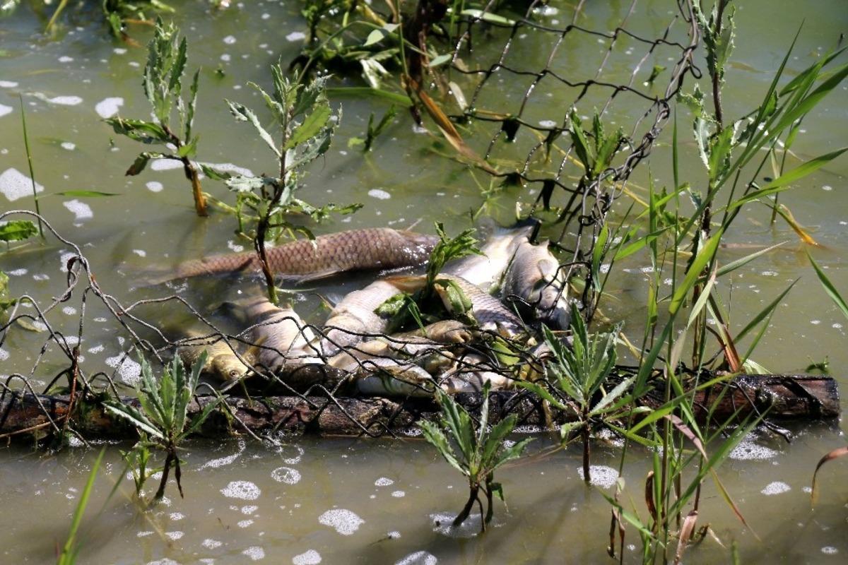 G&ouml;lette balıklar &ouml;lmeye başladı
