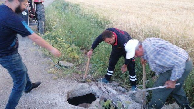 3 metrelik kuyuya düşen ineği itfaiye kurtardı