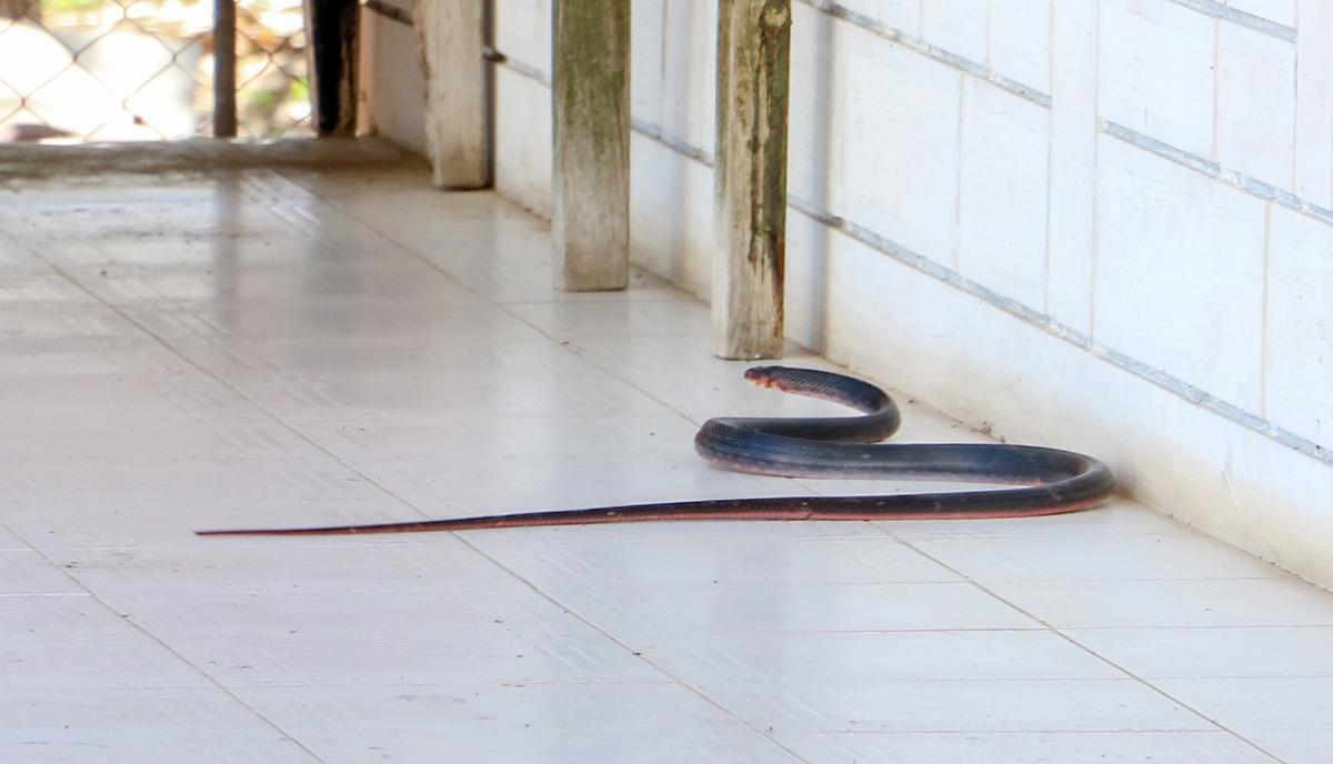 Antalya'da yılan paniği! 'Zehirli yılanlar gece &ccedil;ıkıyor, sahillerde ayakkabıyla dolaşın'