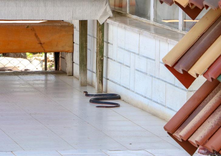 Antalya�da yılan paniği! �Zehirli yılanlar gece çıkıyor, sahillerde