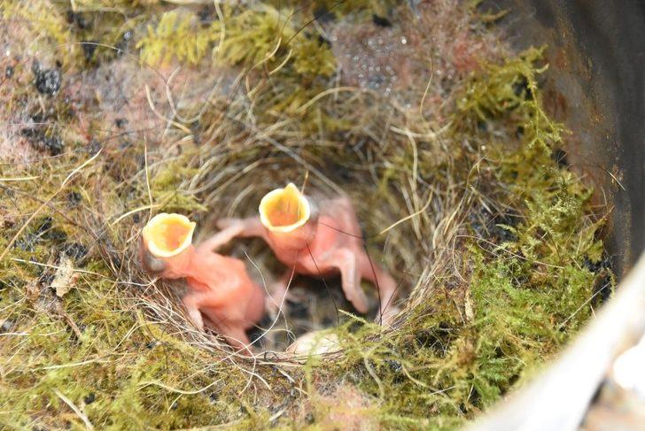 Gözlerine inanamadı! Semaverin içinden kuş yuvası çıktı G1