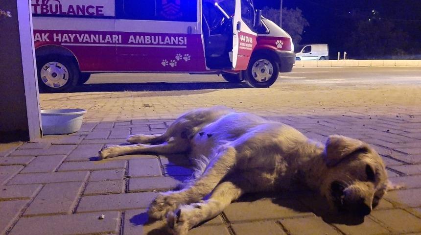 Kazada &ouml;len hamile k&ouml;peğin yavrularını kurtarmak i&ccedil;in seferber oldular