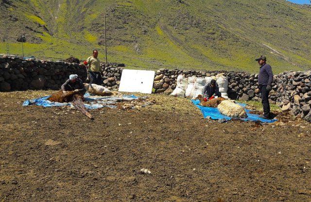 Iğdır’da koyun kırkma sezonu başladı