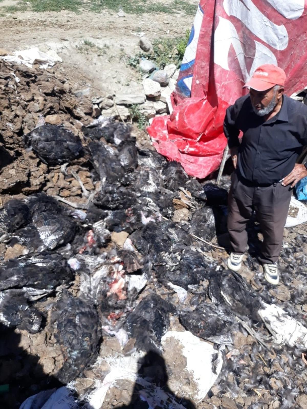 Sokak k&ouml;pekleri yaşlı adamın 60 hindisini telef etti