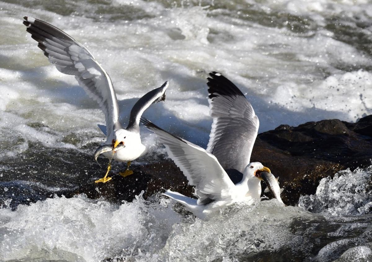Bu balıkları avlamak sadece onlara serbest! Martılar inci kefali yarışı! 
