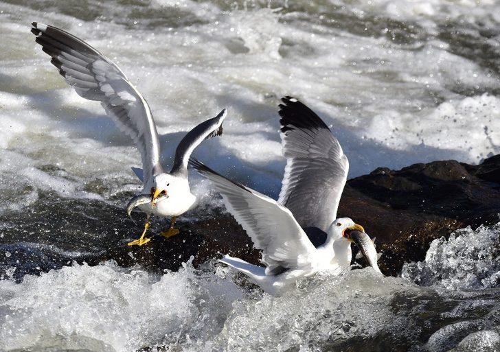 Bu balıkları avlamak sadece onlara serbest! Martılar inci kefali yarışı!  G1