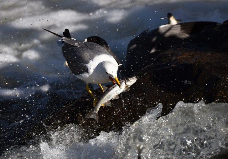Bu balıkları avlamak sadece onlara serbest! Martılar inci kefali yarışı!  G2