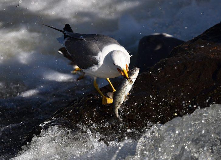 Bu balıkları avlamak sadece onlara serbest! Martılar inci kefali yarışı!  G3