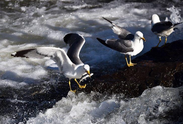 Bu balıkları avlamak sadece onlara serbest! Martılar inci kefali yarışı!  G4